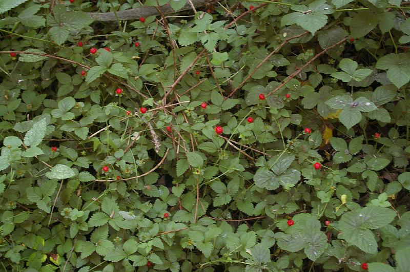 IMGP0022_fraise des indes.JPG